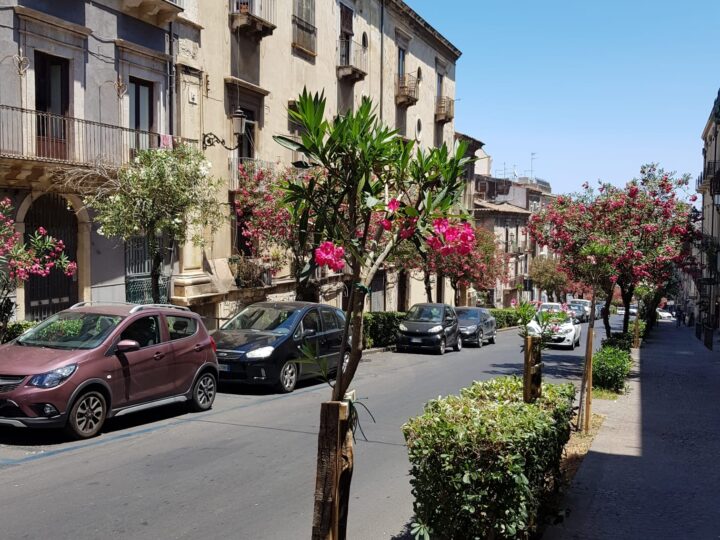 Verde: completata la piantumazione del progetto “2000 alberi per Catania”, pronte altre iniziative green